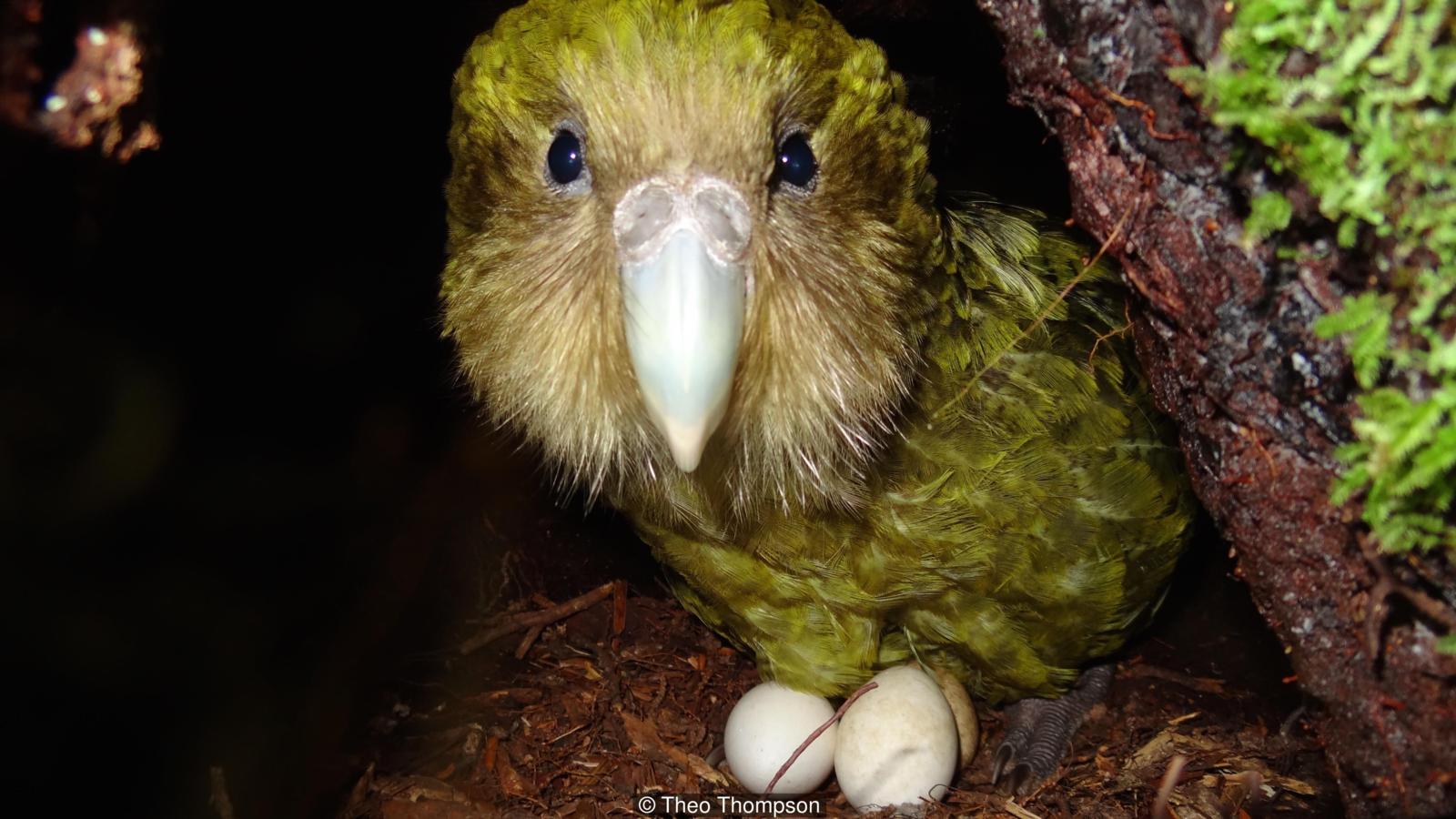 Kakapo | SOS animali